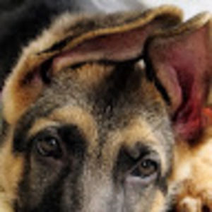 Meet your Posher, Ellie